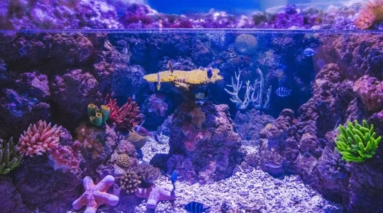 サンゴ礁
